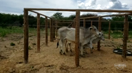 FAZENDA PARA IMPLANTAÇÃO DE USINA DE ENRGIA SOLAR E ENERGIA EOLICA