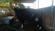 Imagem Vaca Holandesa