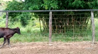 Imagem Bezerros Mestiços Girolanda Rusticos