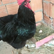 Imagem Gigante negro de Jersey