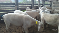 Imagem Ovinos White Dorper