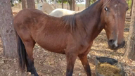 Vendo cavalo inteiro novo 3 anos