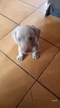 Imagem Filhote de basset