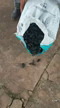 Imagem Carvão de Coco de Babaçu