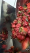 Imagem DESPOLDEIRA DE FRUTAS