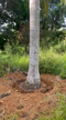Imagem Palmeira imperial