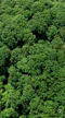 Imagem brindes ecológicos de mudas