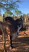 Imagem Lote de vacas leiteiras
