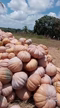 Imagem Abóbora Angola leite