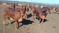 Imagem Bezerro Sindi PO