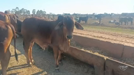 Imagem Bezerro Sindi PO