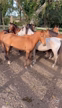 Imagem Cavalos Árabes