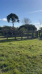 Imagem Cavalos Árabes