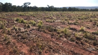 Imagem Fazenda Dupla Aptidão em  Minas Gerais