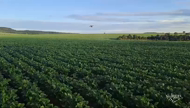 Imagem Fazenda em Baliza Goiás