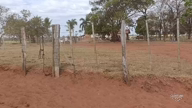 Imagem Novilhas na região de Santa Mersedes SP