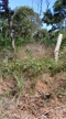Imagem Sítio de 10,52 ha a 900 Metros do asfalto e 08 km de Pintopolis