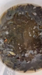 Imagem Tilápia Gift | Revertida de 4cm a 8cm