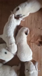 Imagem Vende se cães Australian Catle dog