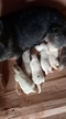 Imagem Vende se cães Australian Catle dog