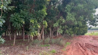 Imagem Vendo 500 árvores de Mogno Africano