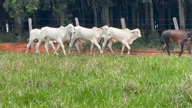 Imagem Bezerros nelore na região de José Bonifácio sp