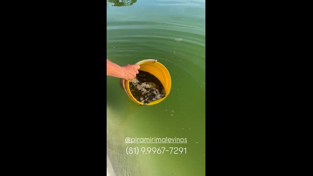 Imagem Alevinos de Tilápias - GIFT - Tilamax G13