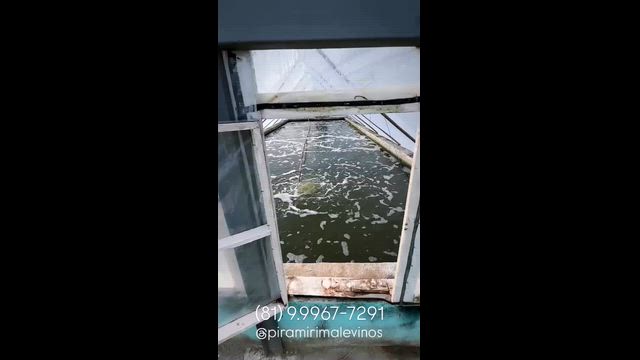 Imagem Alevinos de Tilápias - GIFT - Tilamax G13