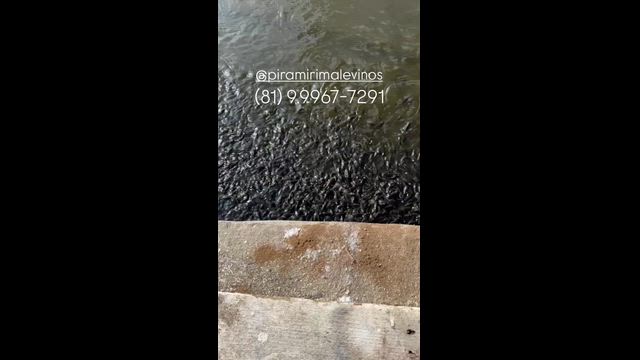 Imagem Alevinos de Tilápias - GIFT - Tilamax G13