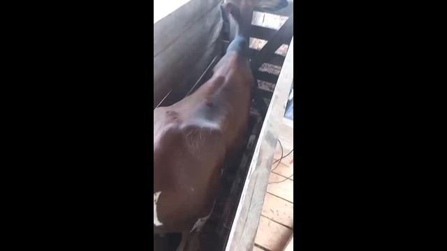 Imagem Balança de barra 60cm