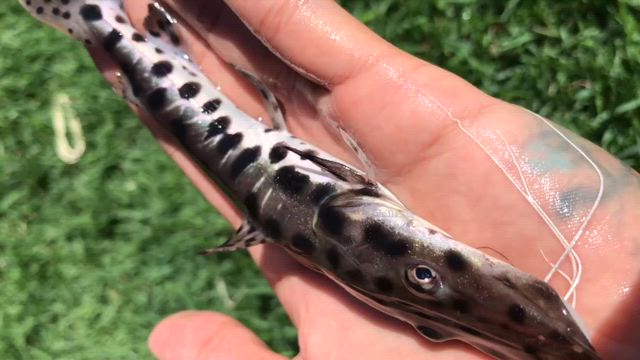 Imagem CACHARA - O PEIXE ZEBRA