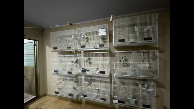 Imagem Calopsitas – Casais Formados, solteiras e filhotes