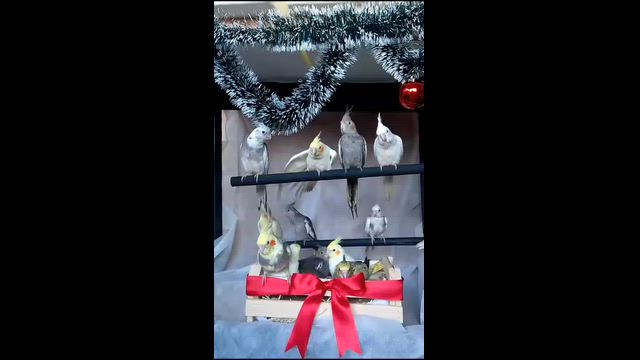 Imagem CALOPSITAS MANSAS