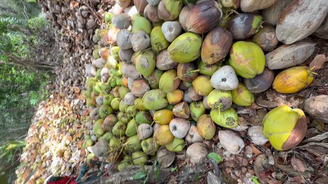 Imagem Coco Seco de Alta Qualidade