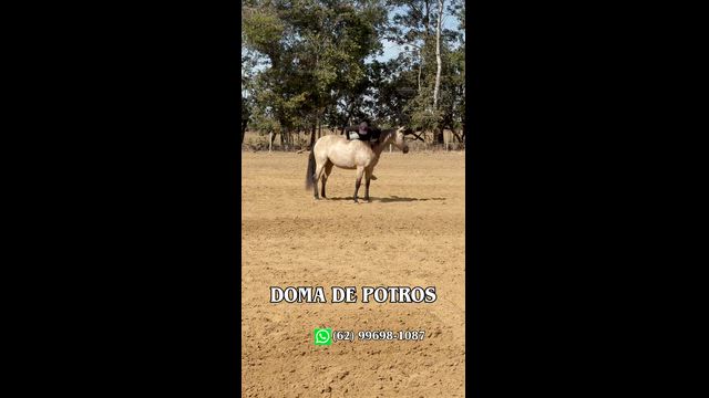 Imagem Doma e treinamento de cavalos.