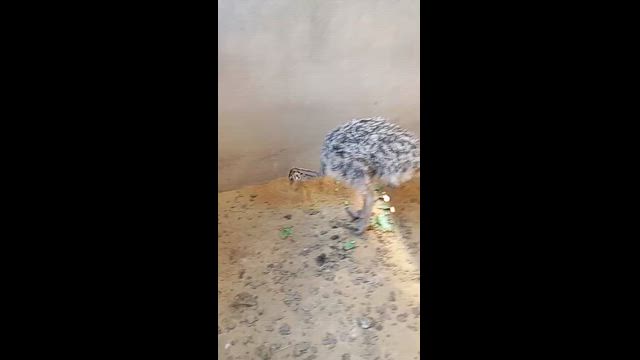 Imagem Filhote macho de Avestruz (sexado) nascido em 09/10/2025