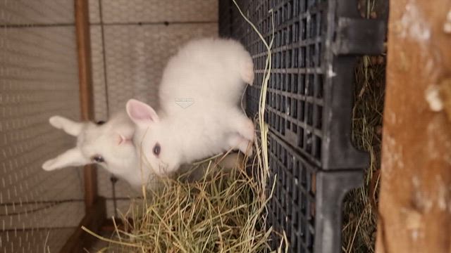 Imagem Filhote de Mini Coelho Netherland