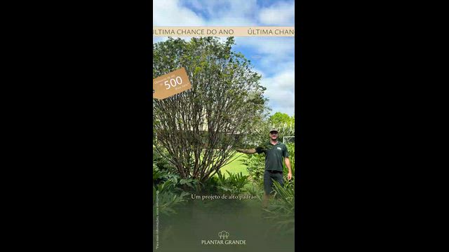 Imagem Jabuticabeira-sabará em Promoção