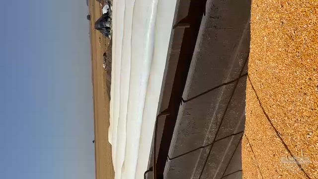 Imagem Lote de Milho Disponível o Ano Todo — MS e MT