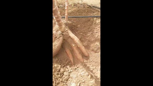 Imagem Mandioca de mesa