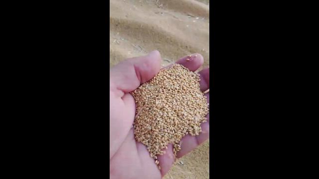 Imagem Milhetinho de qualidade à venda – ótimo para pássaros, aves e alimentação animal