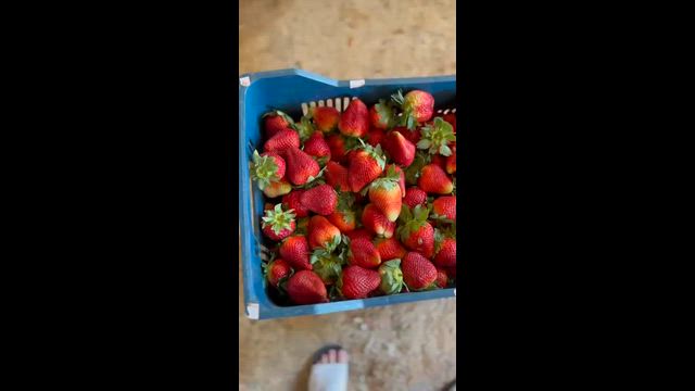 Imagem Morango San Andreas Direto Do Produtor - Pedido mínimo de 300 caixas