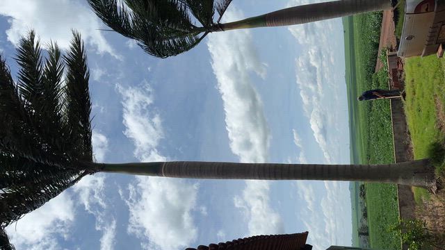 Imagem Palmeiras Real de 10 a 20 Metros