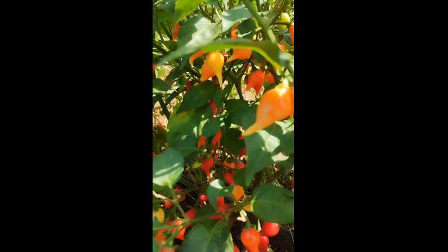 Imagem Pimenta Biquinho