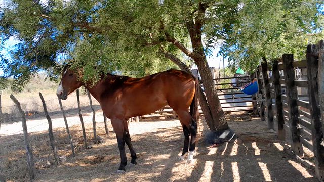 Imagem Potro quarto de milha 3 anos