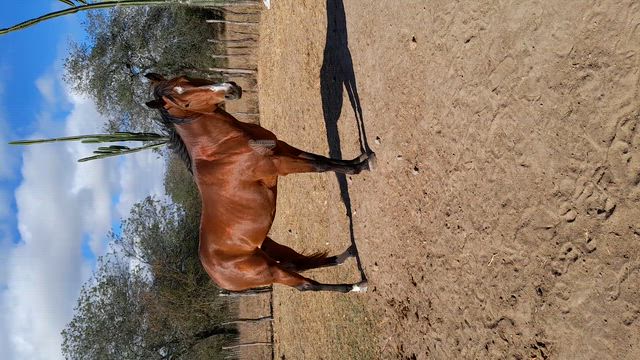 Imagem Potro quarto de milha 3 anos