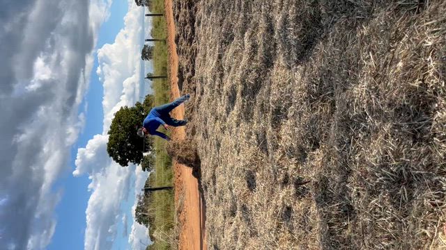 Imagem Semente de Capim Andropogon - Goiás