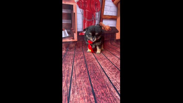 Imagem Sptiz alemão