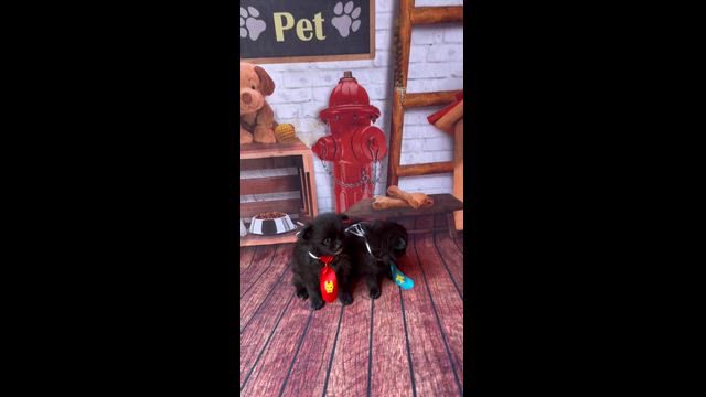 Imagem Sptiz alemão