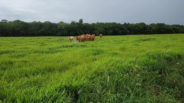 Imagem VACAS CARACU